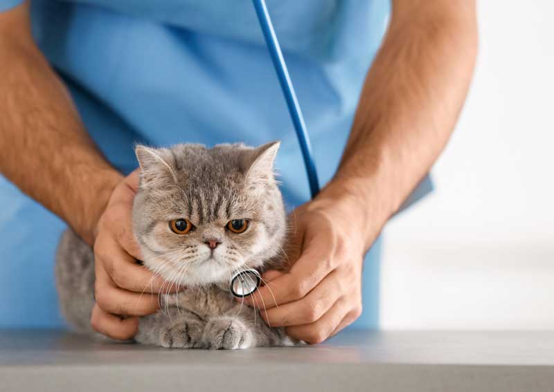 Carousel Slide 1: Cat-Friendly Veterinary Visits